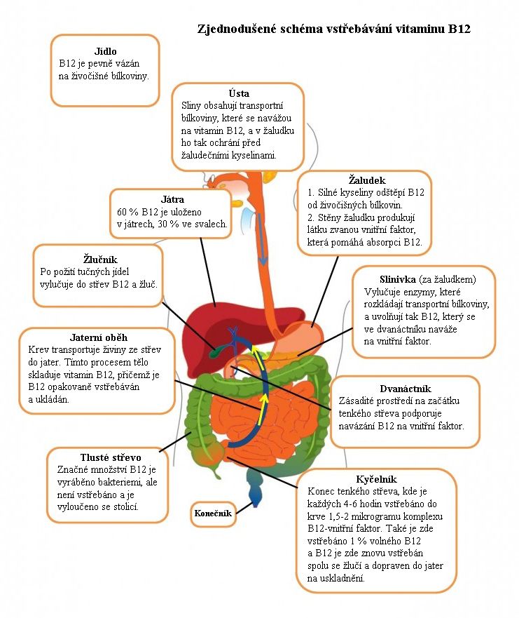 b12-absorpce