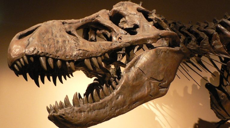 Tyrannosaurus rex - By Copyright © 2005 David Monniaux - Own work, CC BY-SA 3.0, https://commons.wikimedia.org/w/index.php?curid=494543