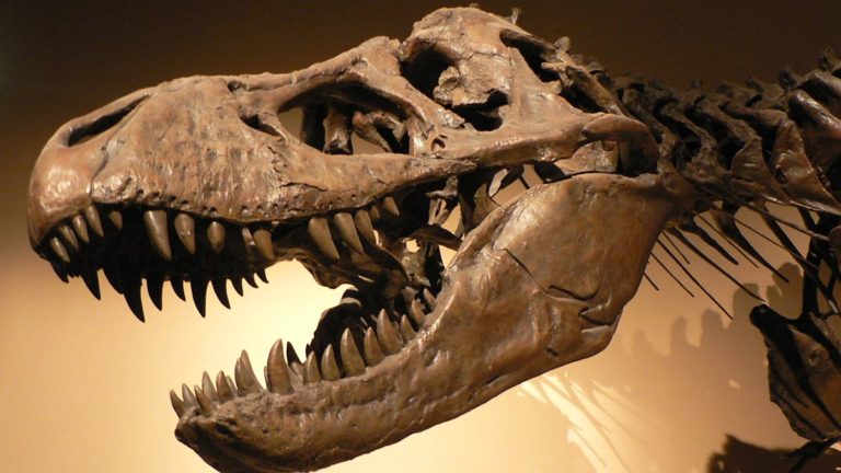 Tyrannosaurus rex - By Copyright © 2005 David Monniaux - Own work, CC BY-SA 3.0, https://commons.wikimedia.org/w/index.php?curid=494543