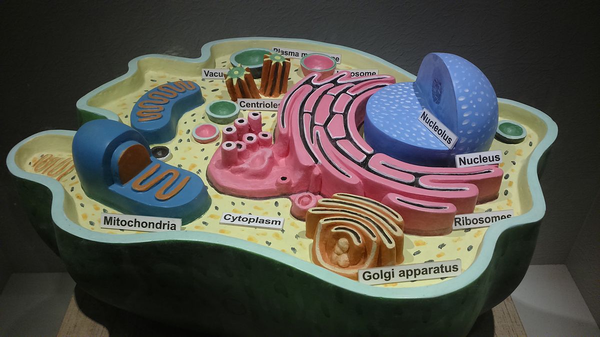 Struktura živočišné buňky - By Royroydeb - Own work, CC BY-SA 4.0, https://commons.wikimedia.org/w/index.php?curid=37598972